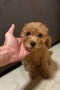 Среден женски пудел априкот, снимка 5
