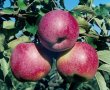 Домашен ябълков оцет , снимка 2