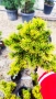 Pinus mugo Dezember gold(Клек Декемврийско злато), снимка 9