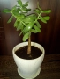 Традесканция рео, кротон,христов венец и други цветя/бамбук/цени в описанието , снимка 15