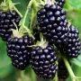 Висококачествени нови семена от хранителна Къпина без бодли Rubus rusticanus 50+ семена антиоксидант, снимка 15