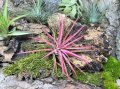 Tillandsia ionantha rood, снимка 5