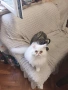 Продавам мъжко персийско коте, снимка 3