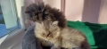 Персийски котенца, снимка 3