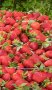 Продавам разсад ягоди , снимка 1 - Разсади - 43089981