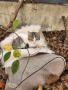 Подаряваме малко коте , снимка 1