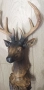 Нова Статуетка Елен - Трофей - Сувенир Еленче с Рога - 36см, снимка 5