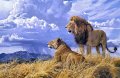 Лъвове, картина за ловци, снимка 1 - Картини - 43154645