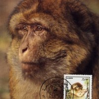 Алжир 1988 - 4 броя Карти Максимум - WWF, снимка 4 - Филателия - 38842648