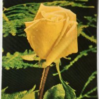 Картички рози, снимка 9 - Филателия - 28915077