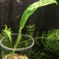  Растения за аквариум, снимка 11 - Аквариуми - 26045222