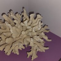Естествен морски корал с леки забележки., снимка 5 - Декорация за дома - 43014347