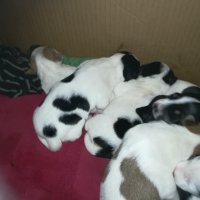 ПРОДАВАМ-продавам djack russell terrier 0406211147, снимка 9 - Джак ръсел териер - 32281099