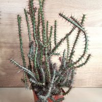 Euphorbia aeruginosa, снимка 1 - Стайни растения - 42983521