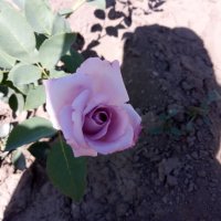 Градински храстовидни рози ,ароматни, снимка 3 - Градински цветя и растения - 33266169