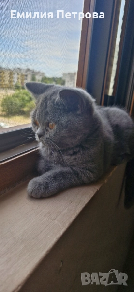 Британска късокосместа, снимка 1