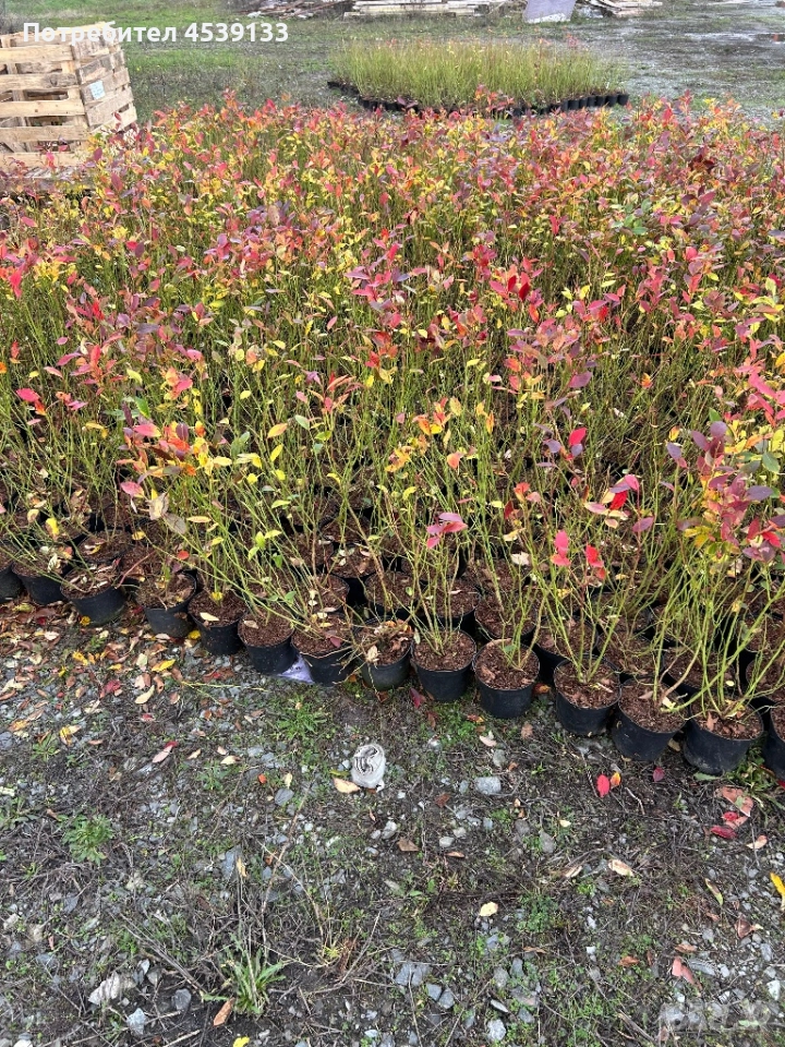 Боровинки сорт Чандлър 3 годишни, снимка 1