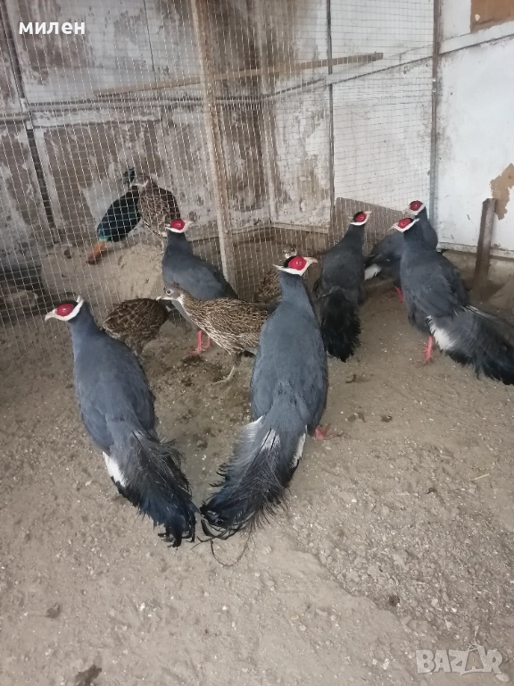 Продавам сини ушати фазани, снимка 1