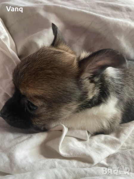 Чихуахуа Възможност за доставка , снимка 1