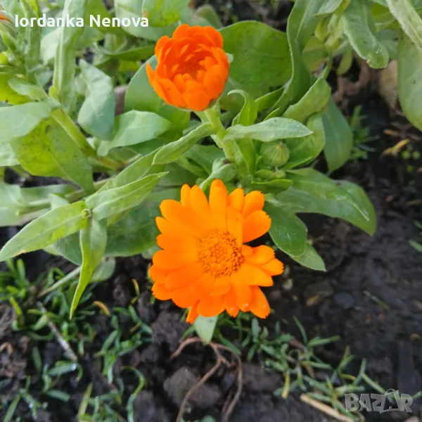 НЕВЕН, снимка 1