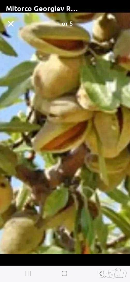 продавам 19 дка. нива с бадеми в Гърция , снимка 1