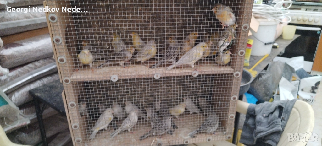 Продавам канари , снимка 1