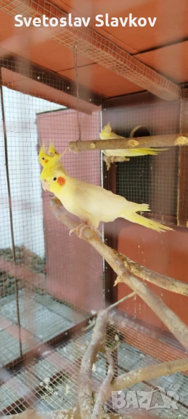 Папагал Корела, снимка 1