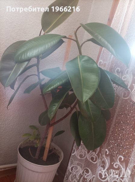 Фикуси, снимка 1