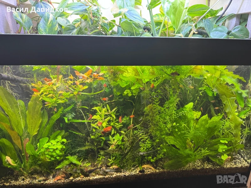 Растения надводни и водни , снимка 1