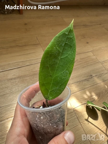 Hoya Flores island , снимка 1