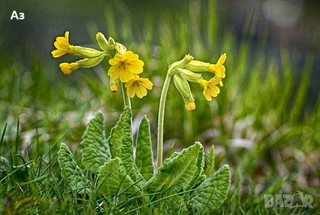 Продавам разсад на цветя Иглика горска, снимка 1