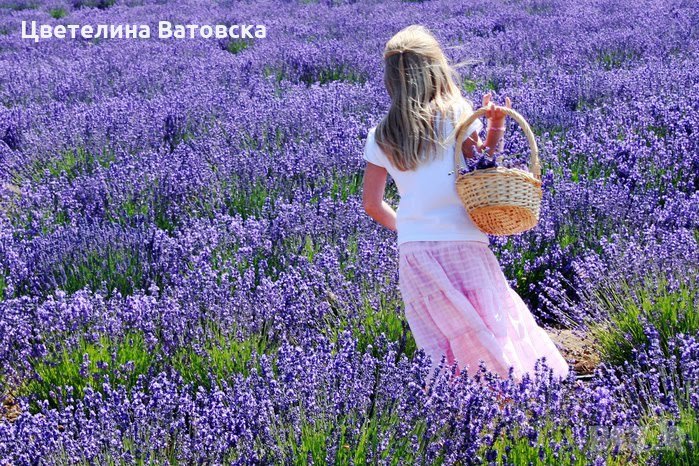 Продавам лавандулов разсад сорт Хемус и Хебър., снимка 1