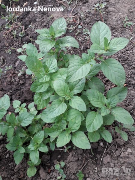 ГРАДИНСКИ БОСИЛЕК, снимка 1