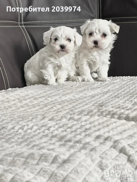 Малтийска болонка, снимка 1