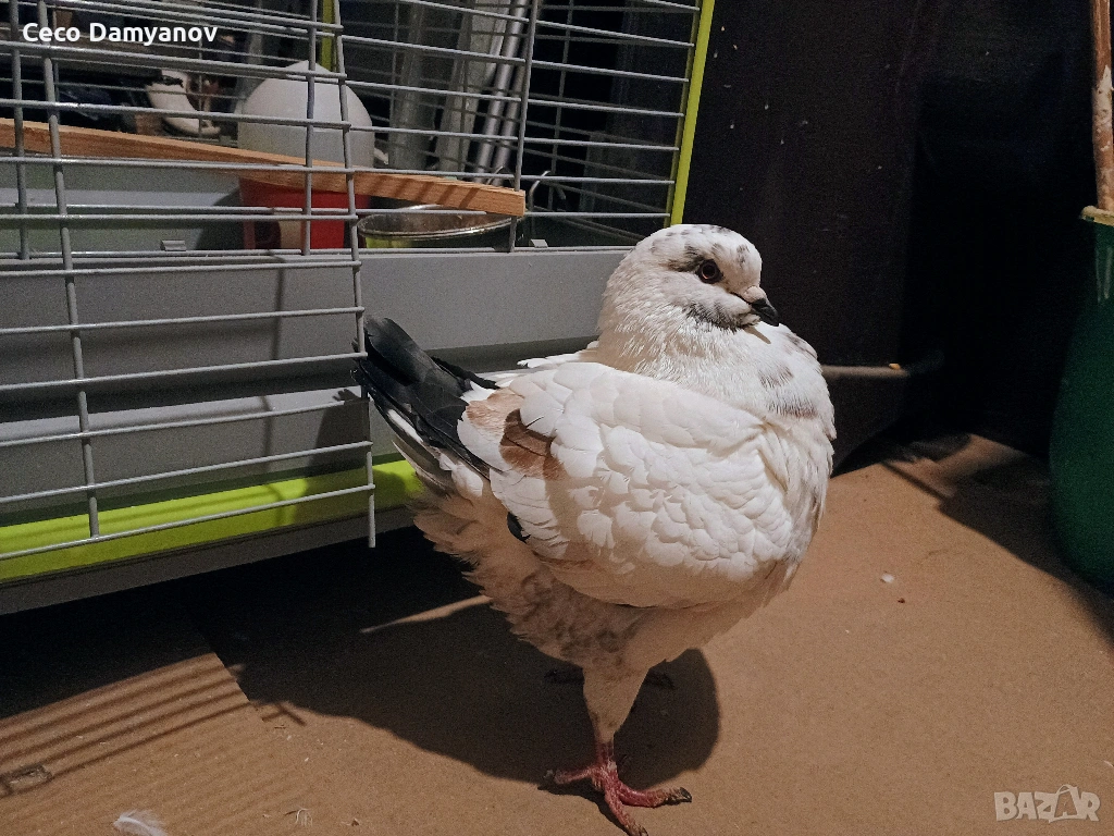 Продавам гълъби-чифт--Американски Кинг--, снимка 1