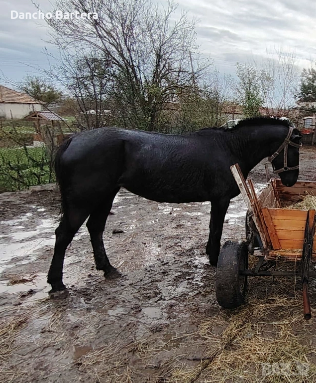Кобила, снимка 1