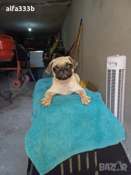 Бебенца Мопс  550 лв, снимка 1