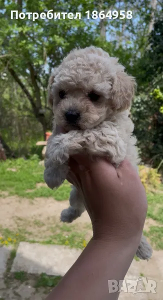 Мини Пудел Доставка, снимка 1