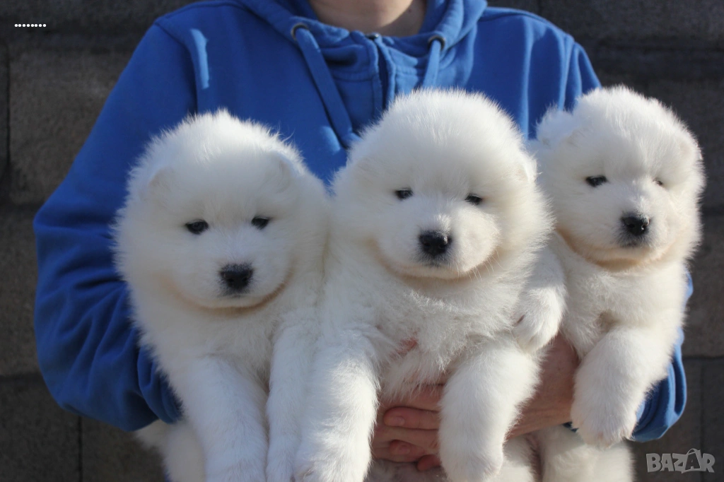 Самоед бебета, снимка 1