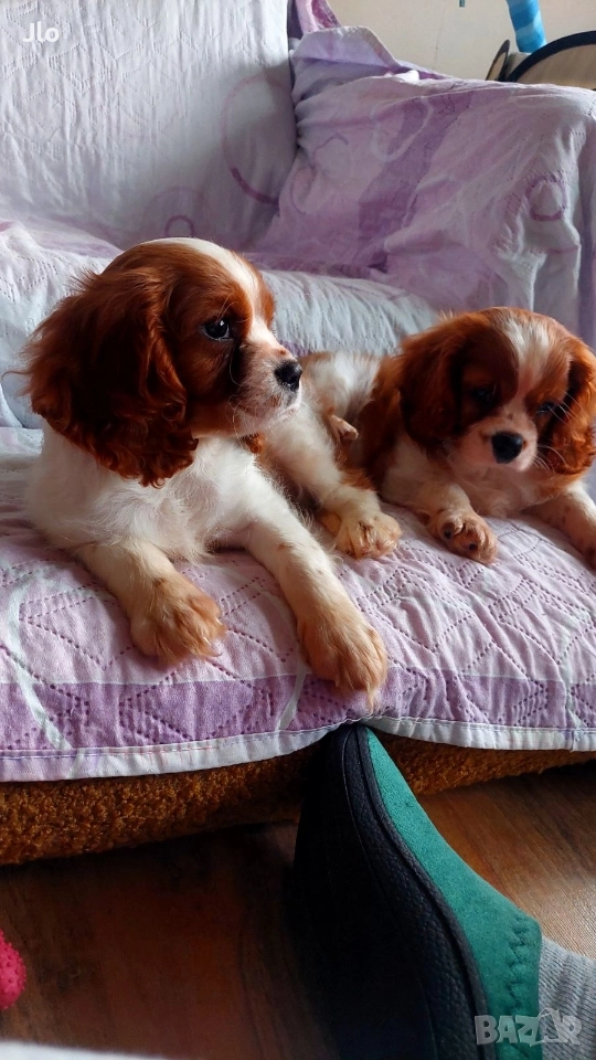 Кавалер кинг чарлз шпаньол , снимка 1