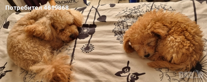 Мини пудел момиченце цвят apricot на 2 месеца.Таткото и майката са 5 кг .Много игрива и послушна пре, снимка 1