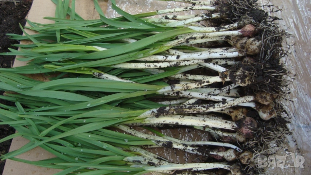 Самардала (Nectaroscordum siculum bulgaricum), снимка 3 - Градински цветя и растения - 53356141