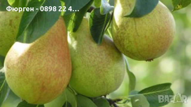  Плодни дръвчета, снимка 10 - Разсади - 52508208