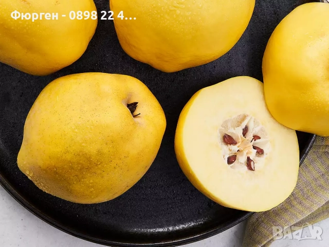 Дюля  - Фиданки, снимка 2 - Разсади - 52743534