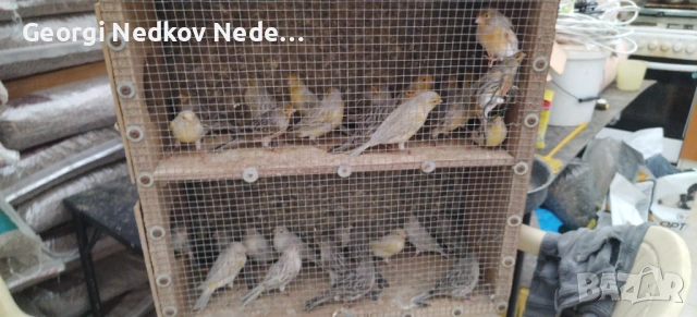 Продавам канари , снимка 4 - Канари - 53072331