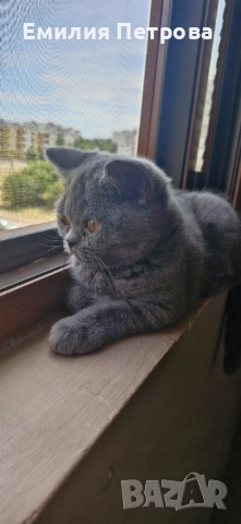 Британска късокосместа, снимка 1