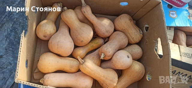 Тикви за декорация, снимка 10 - Градински цветя и растения - 52455847