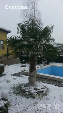 Зимни /студоустойчива/ палми - Трахикарпус - различни размери, снимка 6 - Градински цветя и растения - 33201874