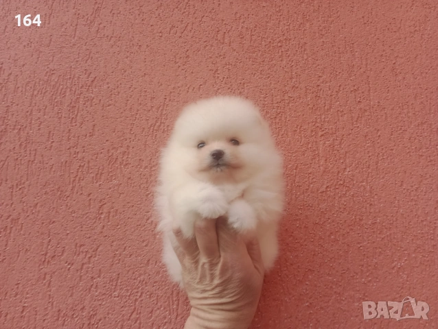 Померани. Момичета и момчета., снимка 6 - Померан - 53494462