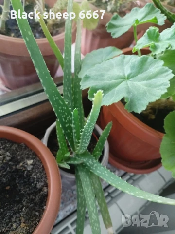 Налични жълти сансевиери, moonshine, cilindrica, Black moon, алое, красула, снимка 14 - Стайни растения - 35198298